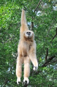 White gibbon dangling from a tree