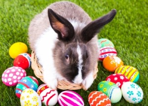 Easter idioms: bunny with eggs