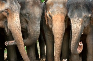 Memory of elephants: collective nouns for animals
