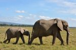 mother-and-baby-elephants-walking