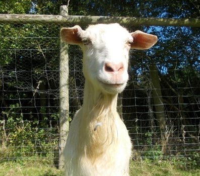 Geraldine the goat